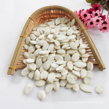 Bulk purchase snow white pumpkin seeds kernels